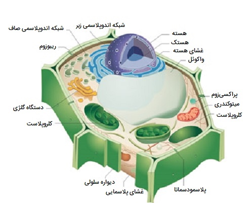 اندامک های سلول گیاهی