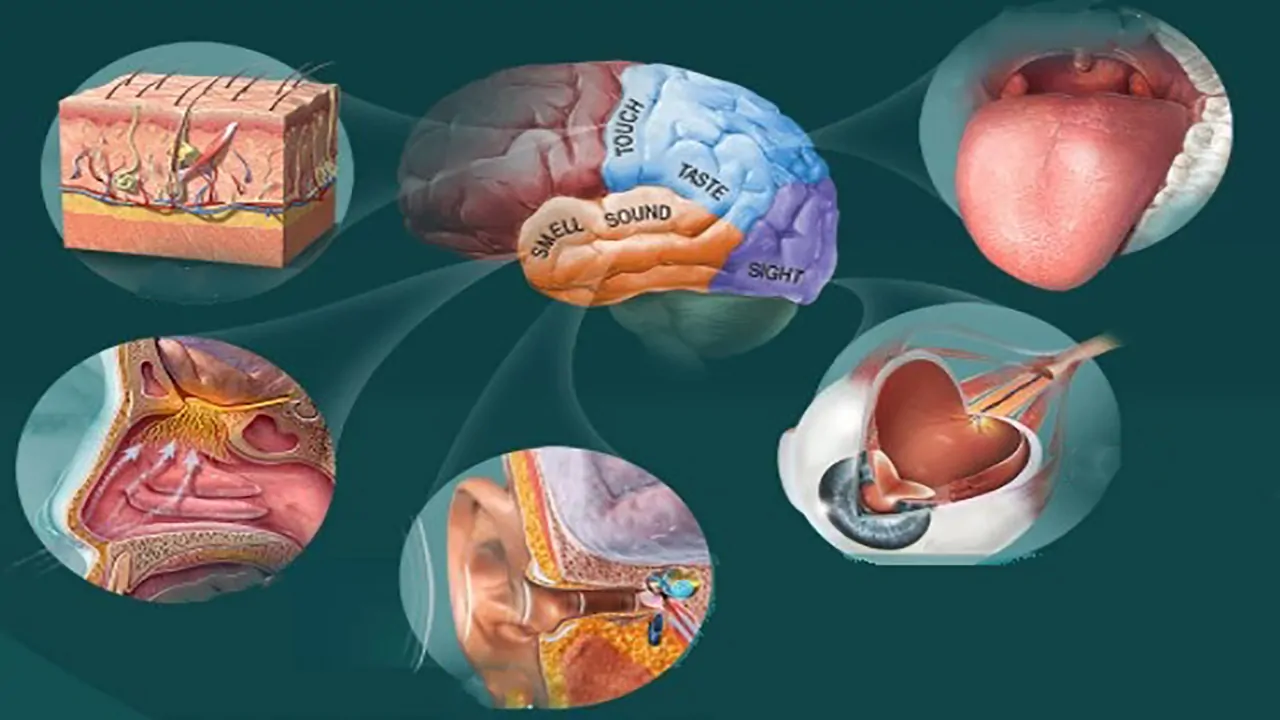 اندام های حسی چیست؟ — تعریف، نام، وظیفه، ویژگی ها و دیگر دانستنی ها