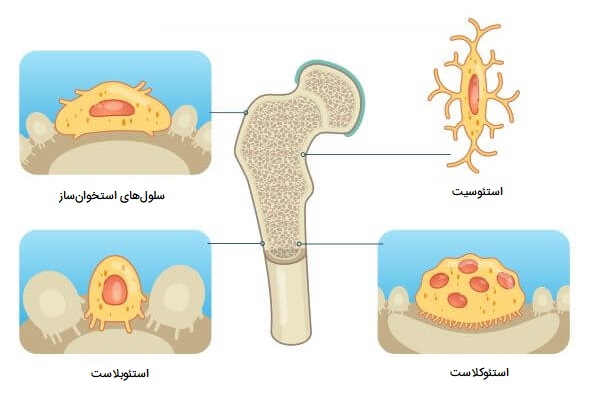 انواع سلول های استخوانی
