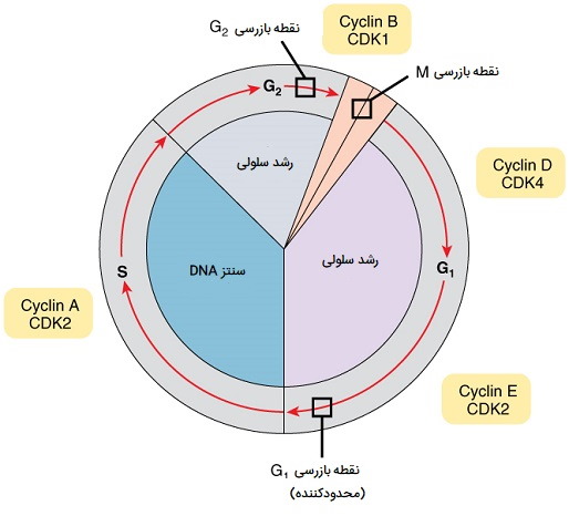 مولکول های تنظیم چرخه سلولی