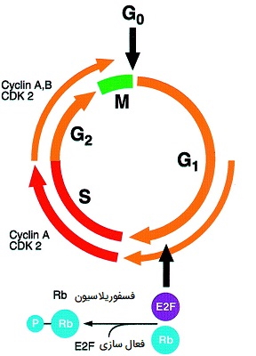 نقش Rb در چرخه سلولی