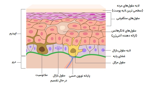 انواع سلول‌های پوستی