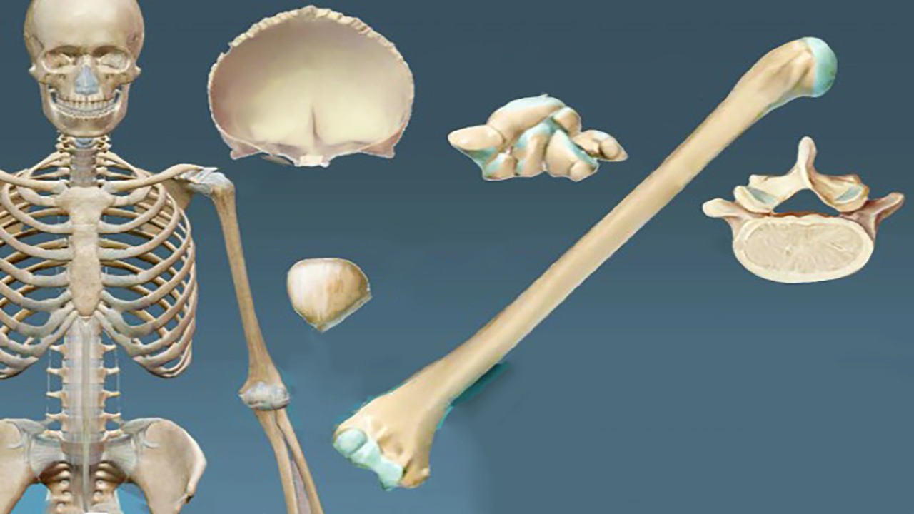 انواع استخوان از نظر بافت، شکل و ساختار — راهنمای کامل