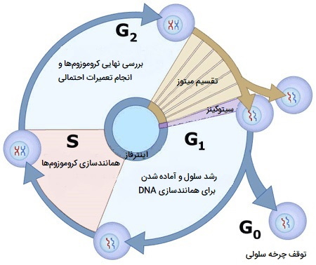 عکس چرخه سلولی