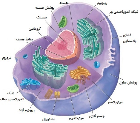 بخش‌های مختلف سلول