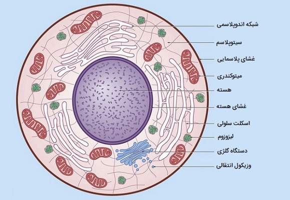 ساختار سلول