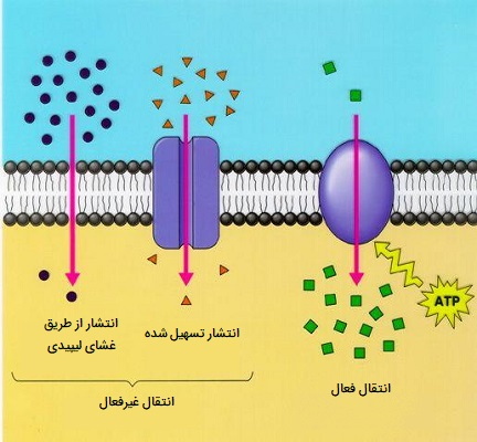 انواع انتقالات سلولی