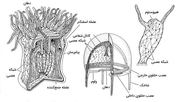 سیستم عصبی در کیسه تنان