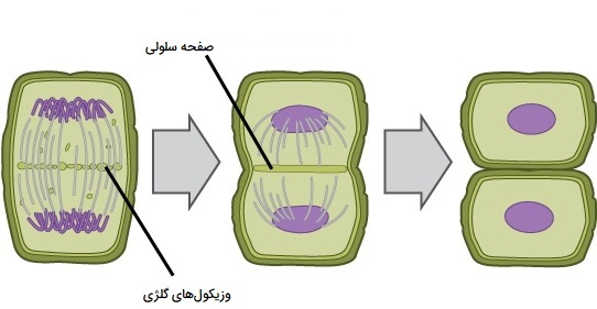 سیتوکینز در سلول گیاهی