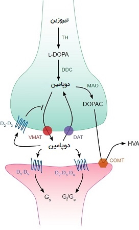مسیر دوپامین