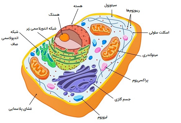سلول یوکاریوتی