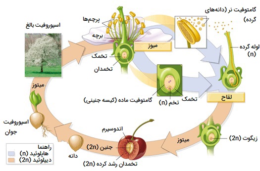 گامتوفیت ماده