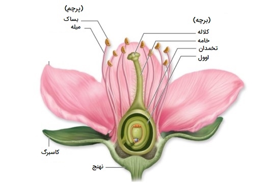 بخش های مختلف گل