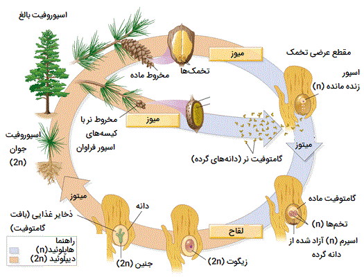 تولید مثل در بازدانگان