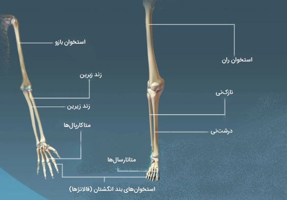 انواع استخوان های بلند