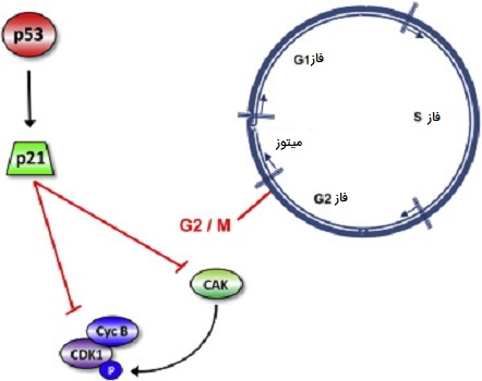 عملکرد p53 و p21 در چرخه سلولی