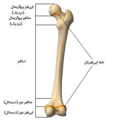بخش های مختلف استخوان بلند