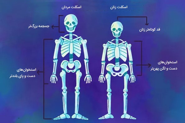 تفاوت استخوان بندی زنان و مردان عکس