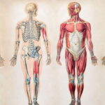 اعضای بدن به ترکی استانبولی + عکس و مثال های متنوع