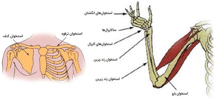 استخوان های اندام بالایی