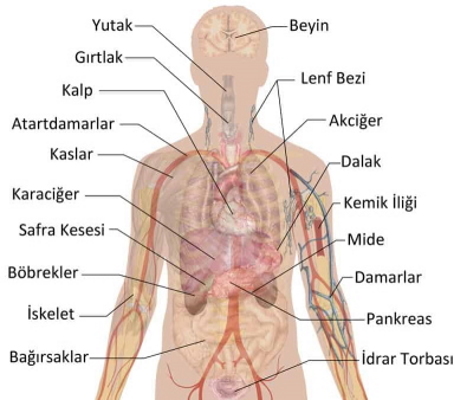 اعضای بدن به زبان ترکی