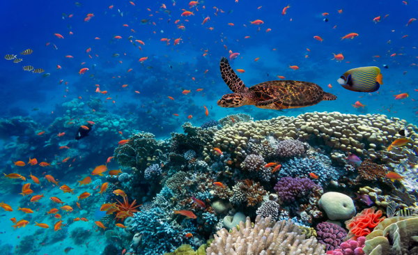 تنوع گونه ای در صخره های مرجانی