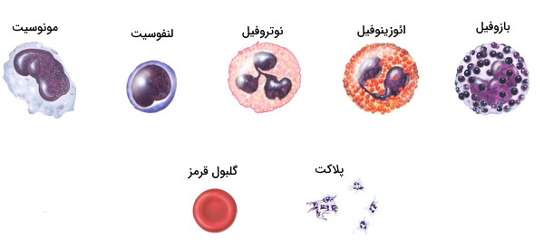 تفاوت سلول های خونی