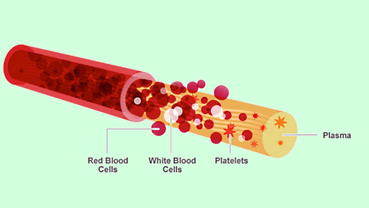 Бета плазмы. Кровь анатомия. Плазма крови. Плазма тромбоциты. Кровь на английском.