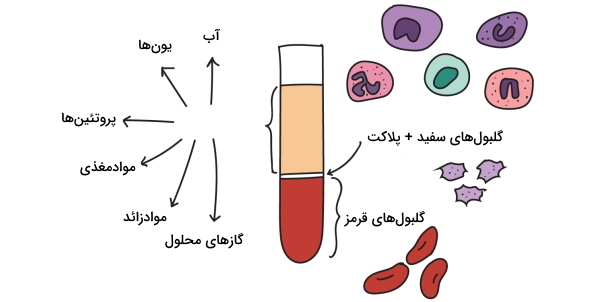 اجزای تشکیل دهنده خون چیست