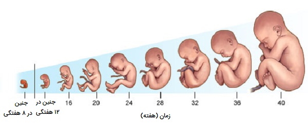 رشد جنین در بدن زن