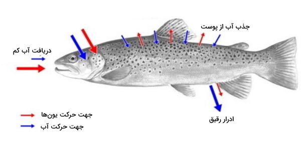 تنظیم فشار اسمزی در ماهی آب شیرین