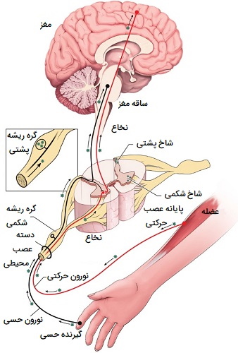 ساختار عصب حرکتی