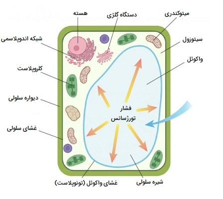 ساختار سلول گیاهی