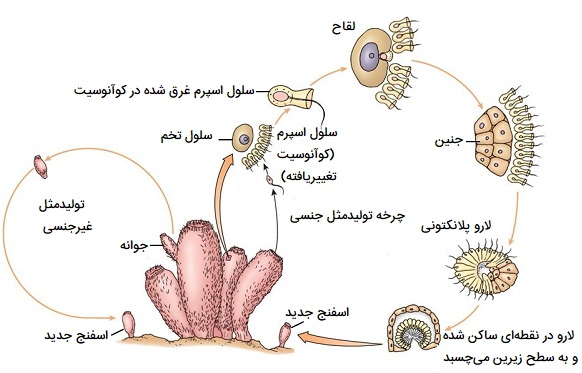 چرخه زندگی اسفنج