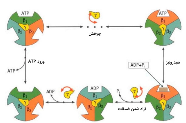تغییرات ساختار ATP سنتتاز