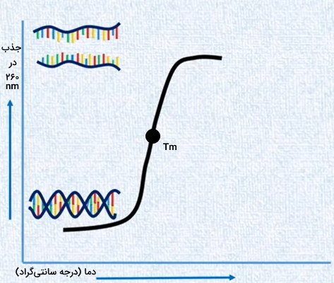 دناتوراسیون DNA