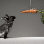 شرطی شدن فعال چیست؟ – به زبان ساده