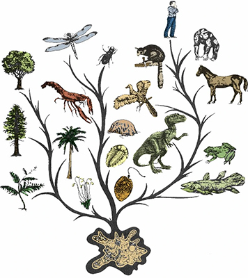 درخت تکاملی