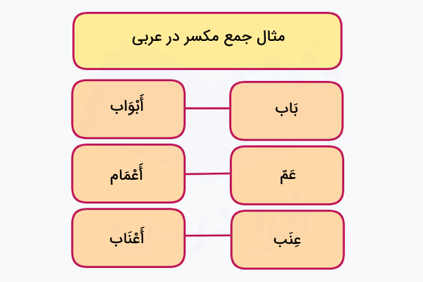 مثال جمع مکسر در عربی