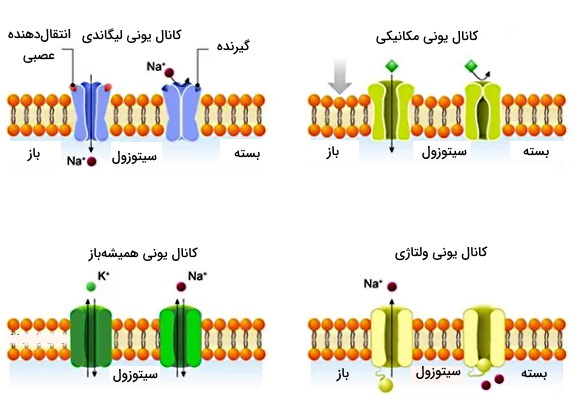 کانال یونی