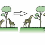 انتخاب طبیعی چیست؟ – به زبان ساده