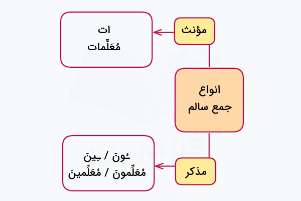 انواع جمع سالم در عربی