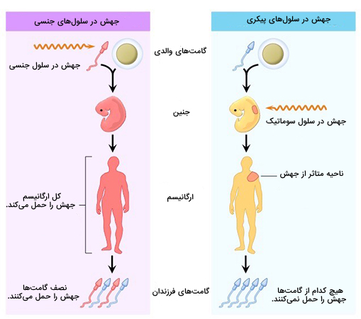 انواع سلول های هدف ژن درمانی