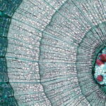 سامانه بافتی چیست؟  – ساختار، اجزا و عملکرد