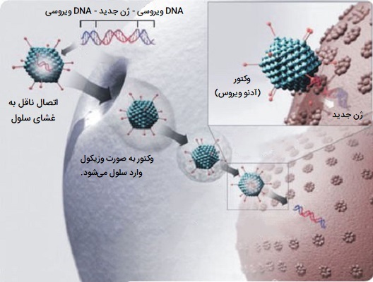 ژن درمانی با ویروس