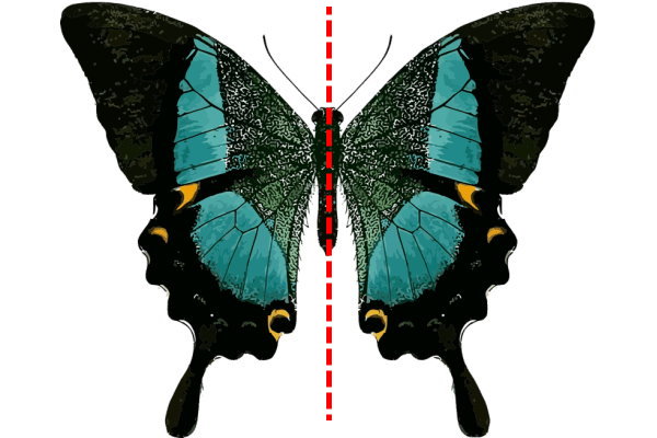 خط تقارن تصویر پروانه