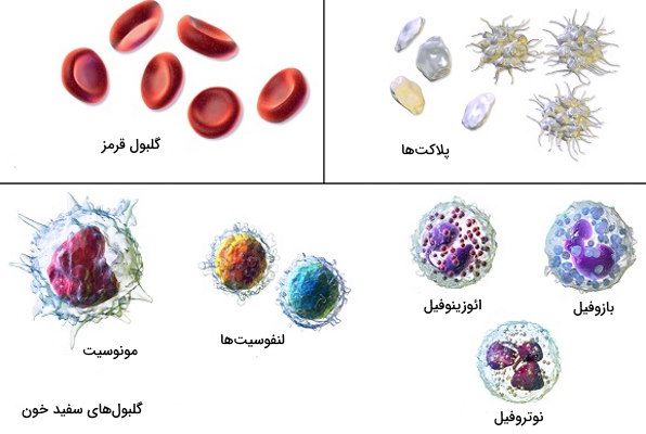 سلول‌ های خونی