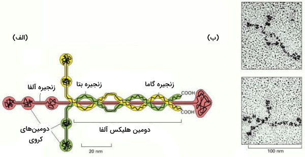 ساختار لامینین