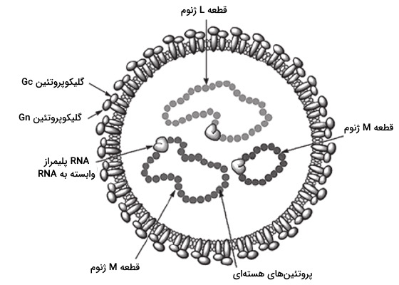 ویروس کنگو