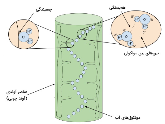 نظریه چسبندگی-هم‌بستگی 